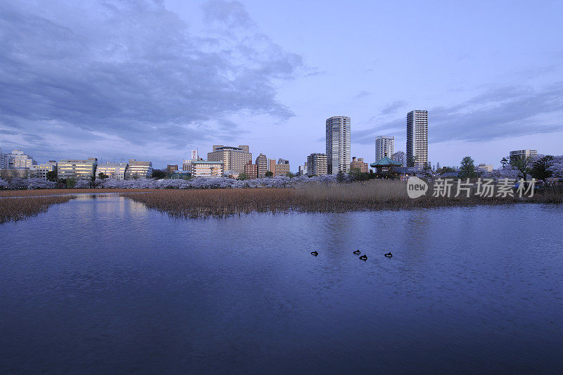 东京大东，清晨的樱花和清水湖