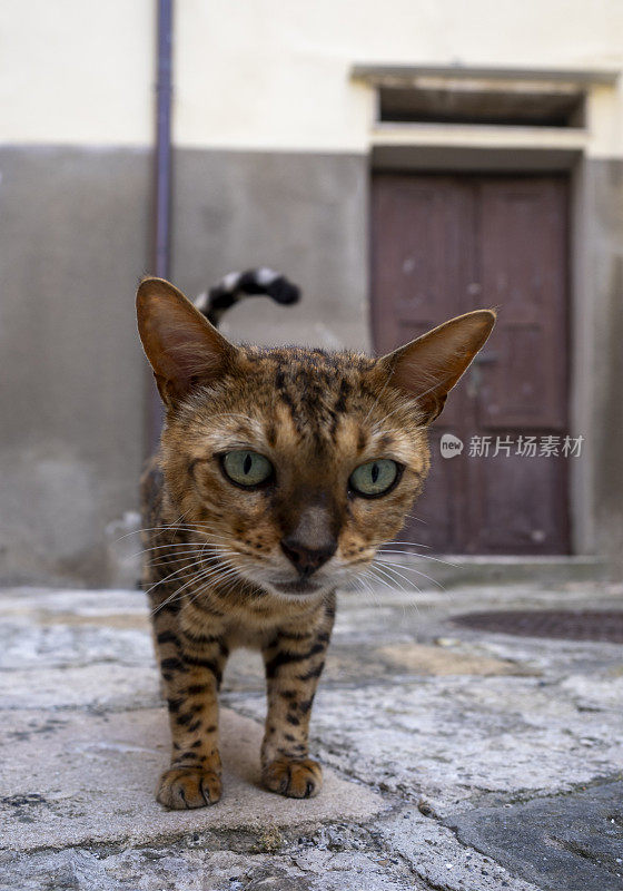 流浪猫在街上