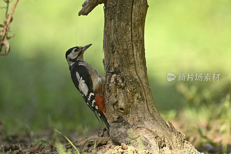 大斑点啄木鸟(主要是石鹦鹉)