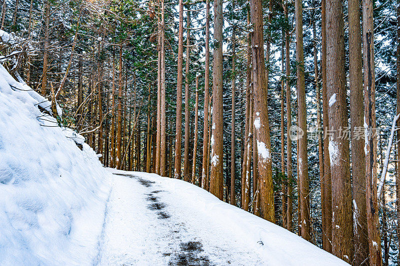 日本长野，冬天白雪覆盖的松林小路