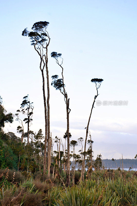 湖Māhinapua湿地自然保护区，靠近霍基蒂卡，韦斯特兰国家公园，新西兰