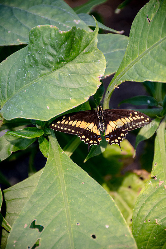鲜明的对比:黑色和黄色的蝴蝶在郁郁葱葱的绿叶