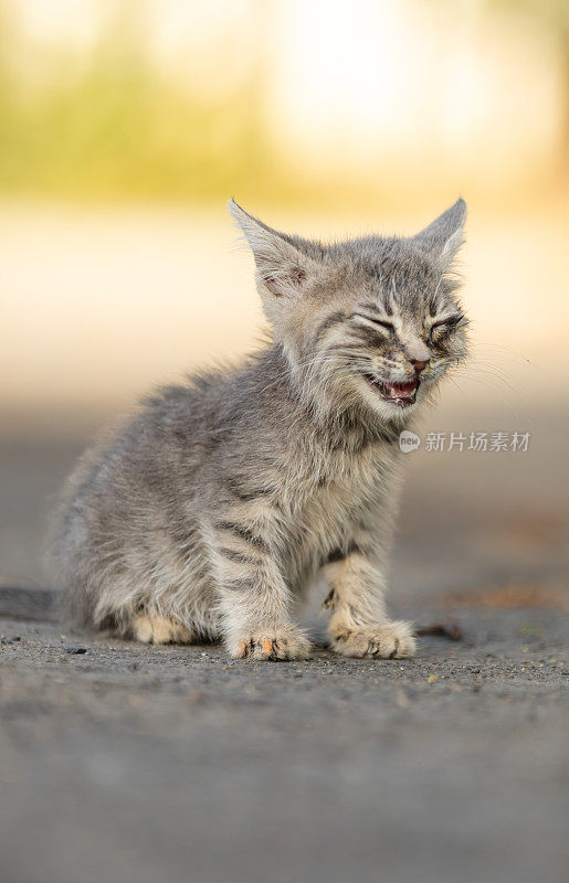 一只眼睛受伤的灰色小猫。