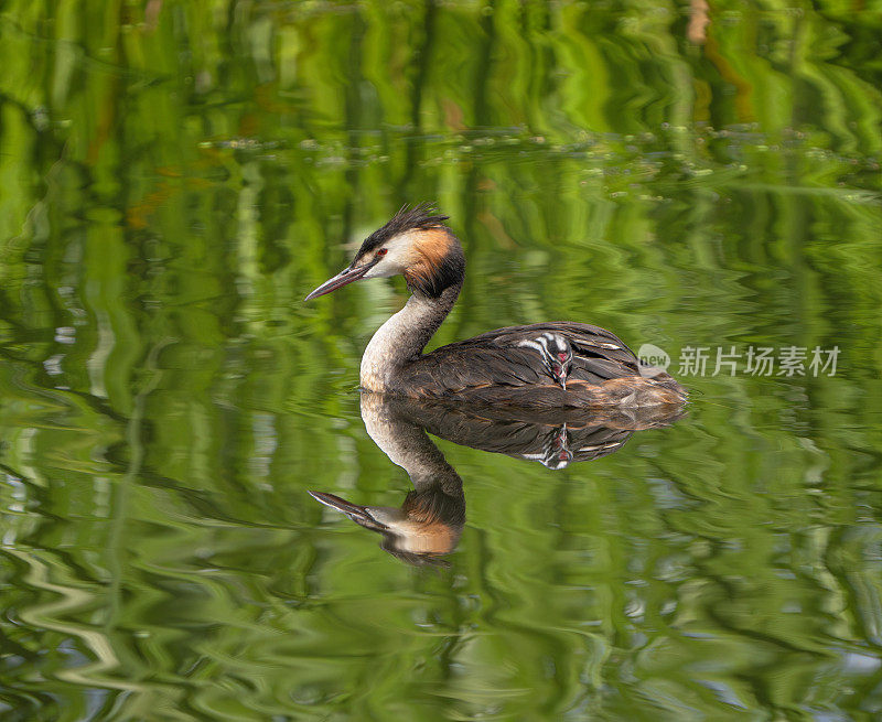 带着小鸡的大凤头grebe，挪威奥斯陆