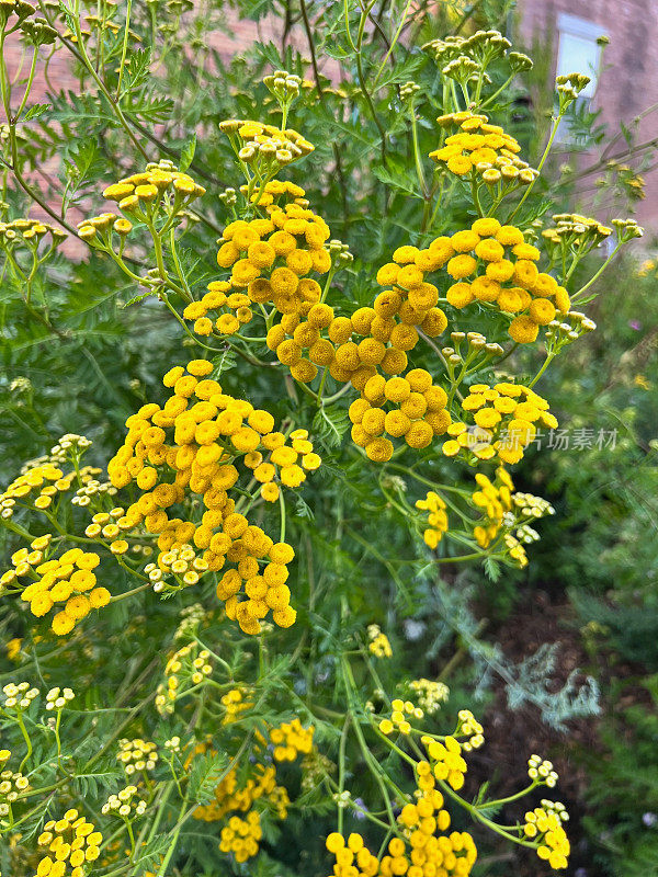 花园里的唐茜花