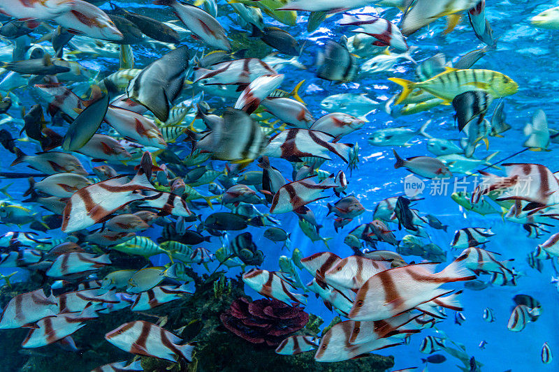 水族馆里有许多热带观赏鱼