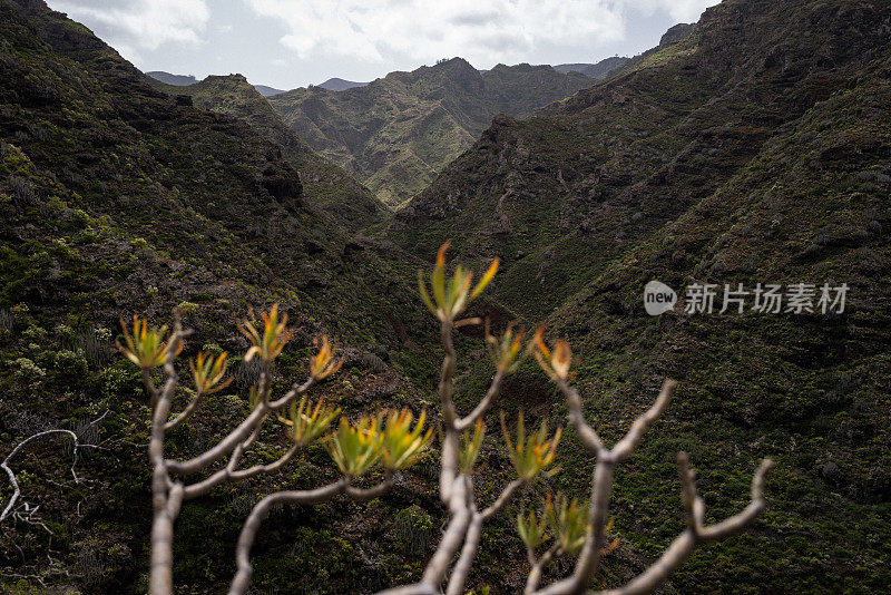 加那利群岛特内里费岛的海岸生态系统