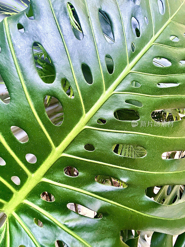 怪物植物叶片图案