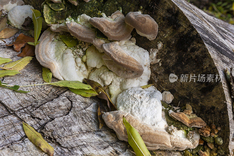 生长在死树上的大型白色和棕色支架真菌:英国汉普郡霍克利附近的朗米德森林
