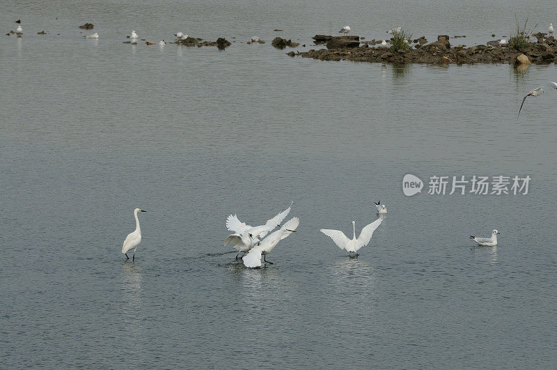 鸟类在山东省的一个湿地公园里进食