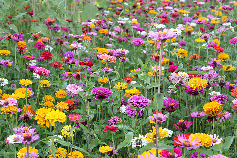 花的田野-五颜六色的百日菊