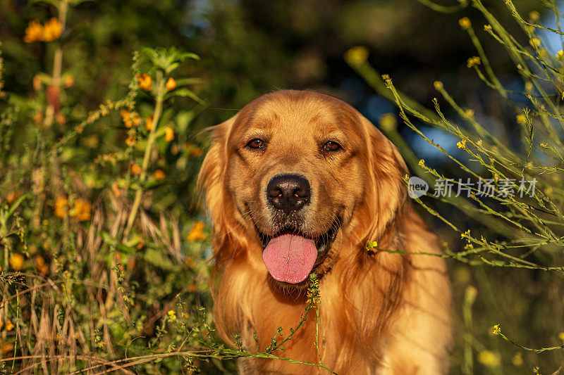 在温暖的午后阳光下，金毛猎犬在草地上散步的肖像。