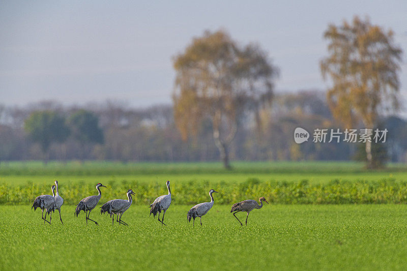 秋季迁徙期间，鹤鸟在田野里休息和觅食