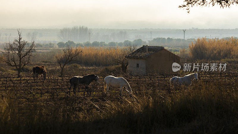 在西班牙萨拉戈萨博尔哈附近的一条土路旁，一群饥饿的马在光秃秃的秋藤上吃着它们能吃到的东西。