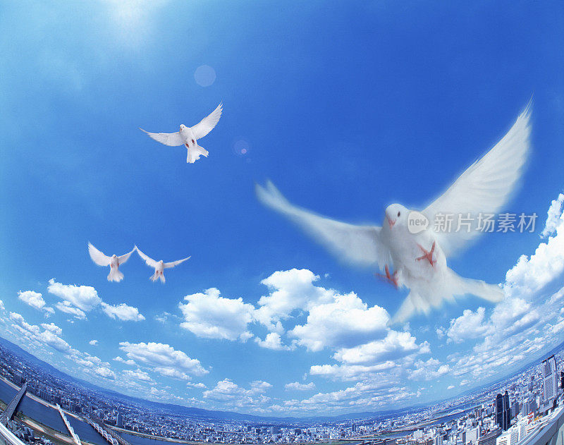 白鸽在城市上空飞翔