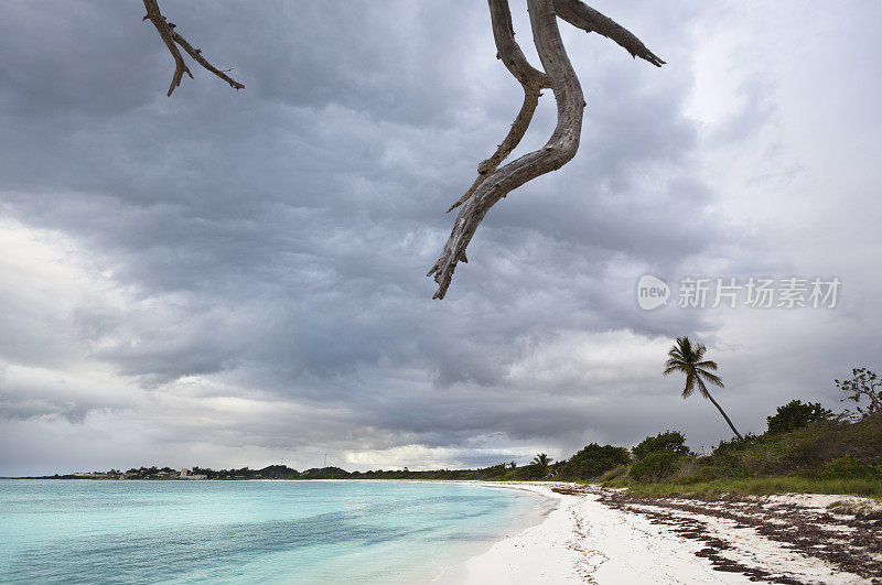 加勒比海海滩上的云和枯树