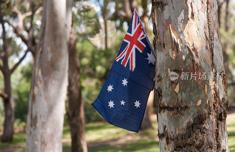 澳大利亚国旗在桉树上。