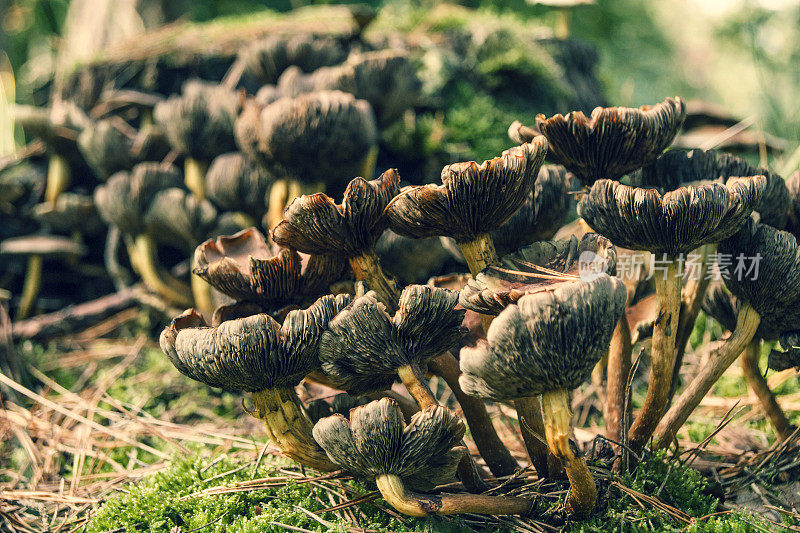 在柔和的秋光蘑菇的特写