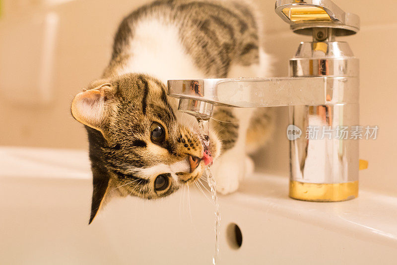 猫饮水