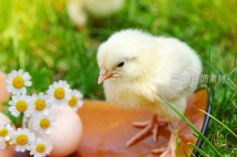 草地上有小鸡和鸡蛋