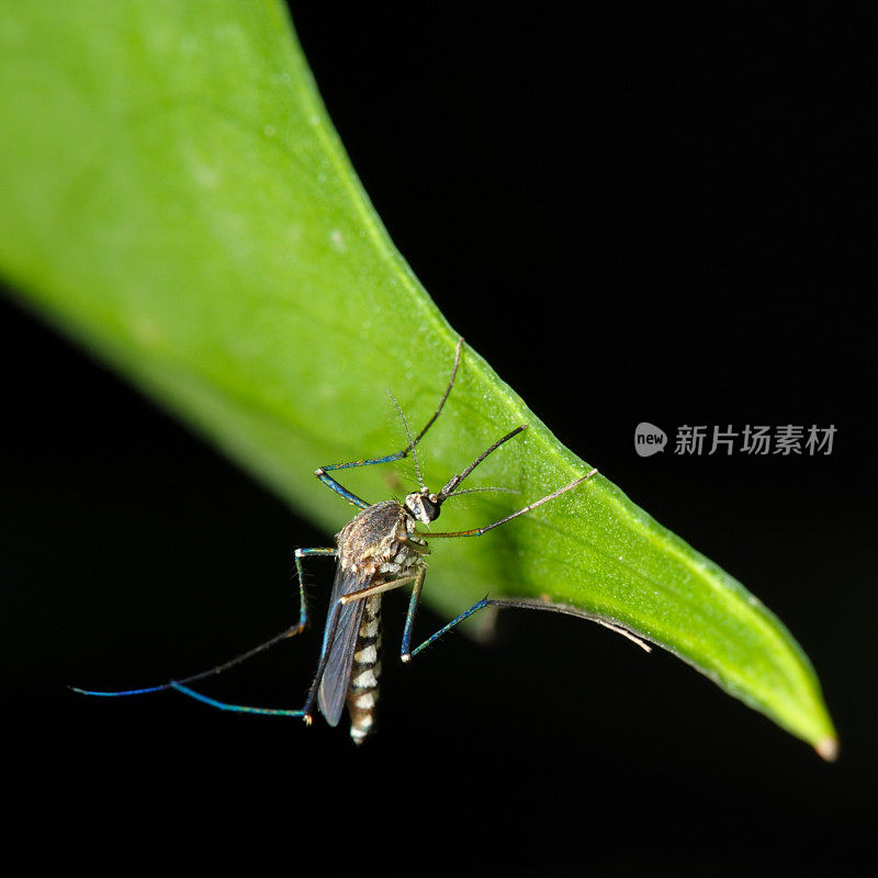 绿色叶子上的蚊子的特写图像