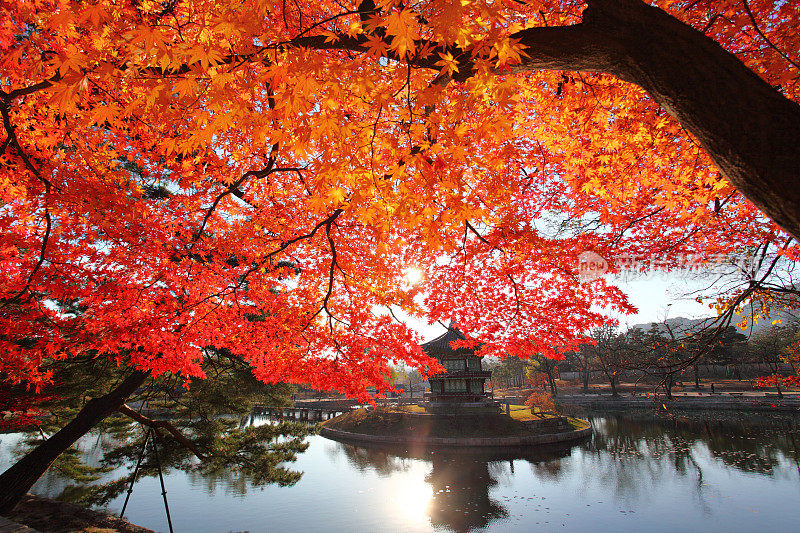 东方花园枫树