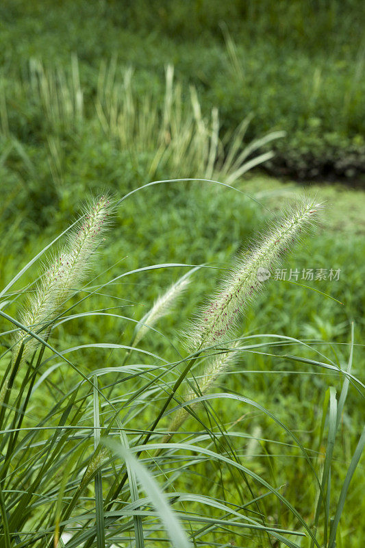 大自然的背景是绿色的狐尾草