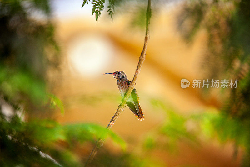 蜂鸟栖息在小树枝上