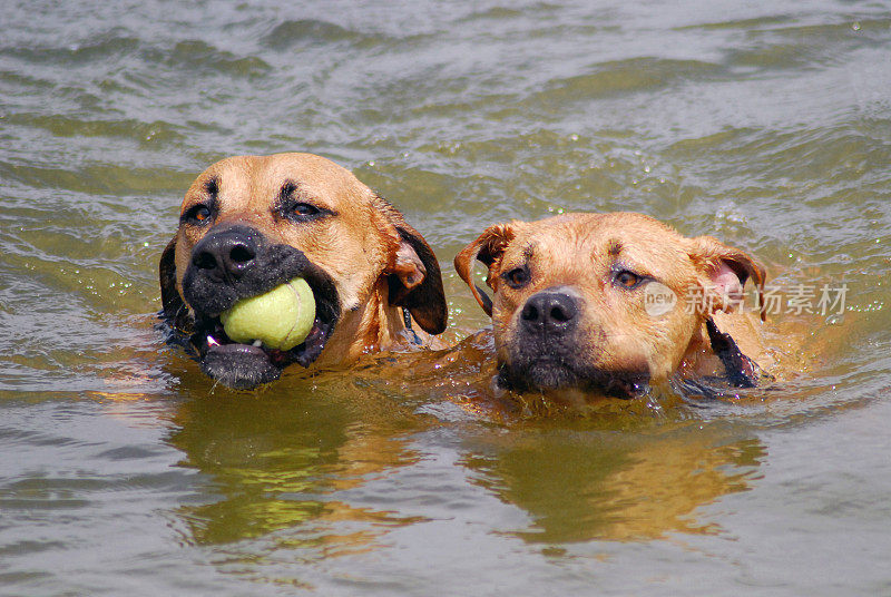 狗为球游泳