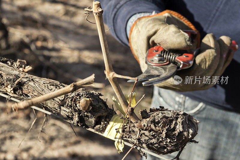农村工人正在修剪葡萄藤