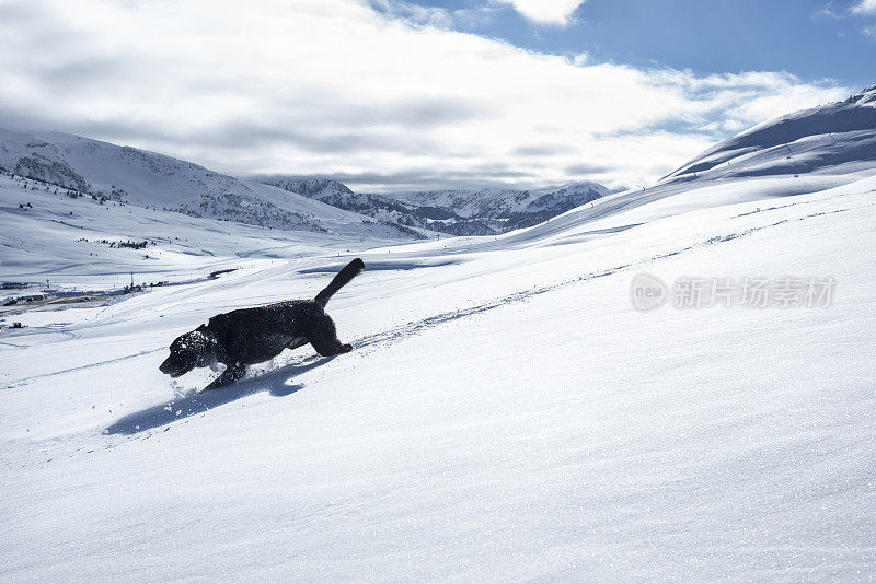 黑色拉布拉多在雪地上行走