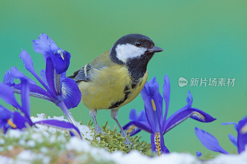 大山雀和鸢尾花