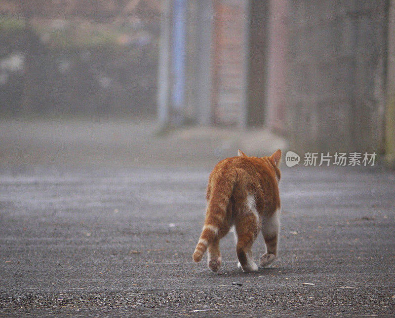 薄雾巷子里的姜猫