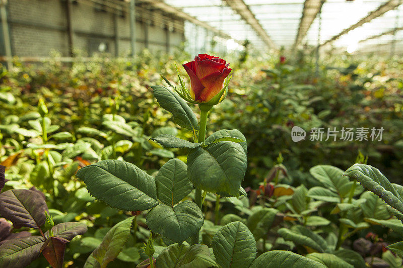 在温室里种植玫瑰