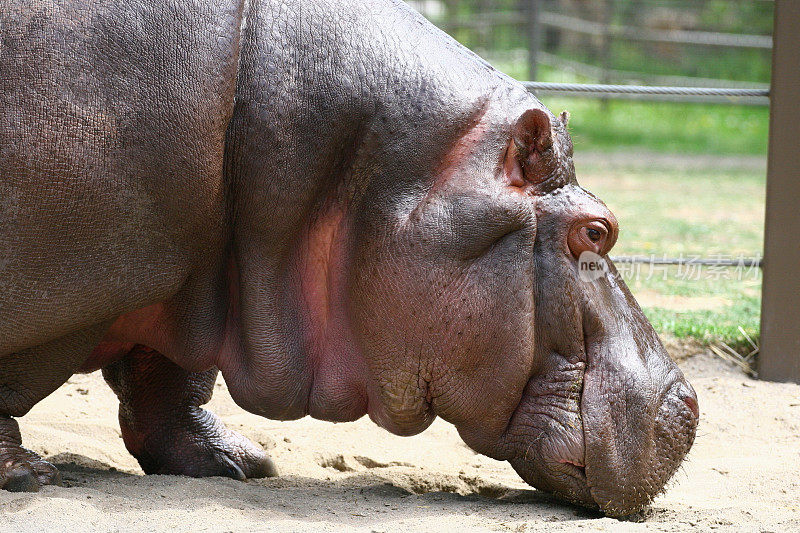 Hypopotamus