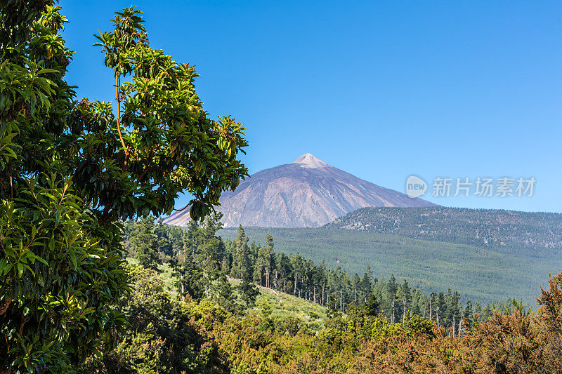 特内里费,泰德