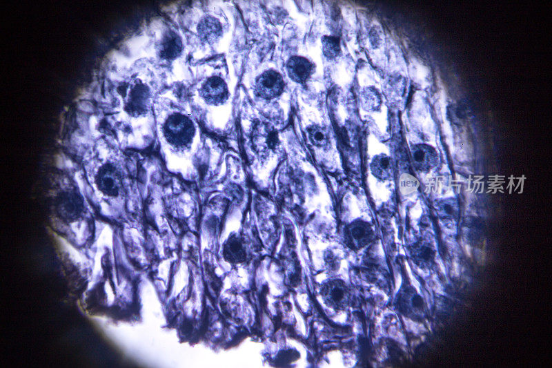 显微镜下的蚕豆根