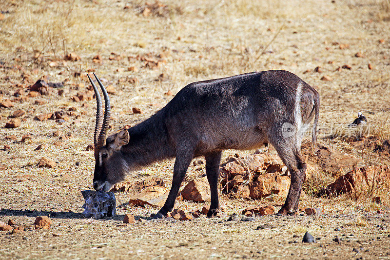 南非:Krugersdorp附近的Waterbuck