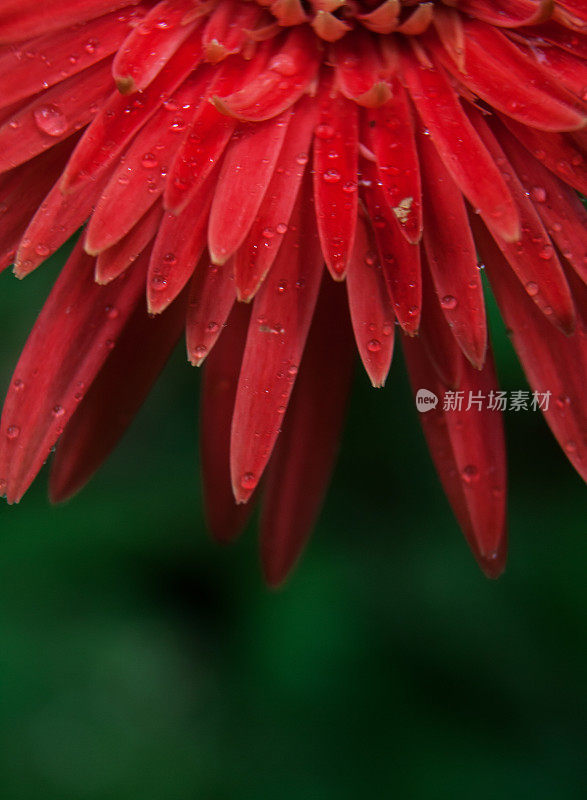 非洲菊花近。