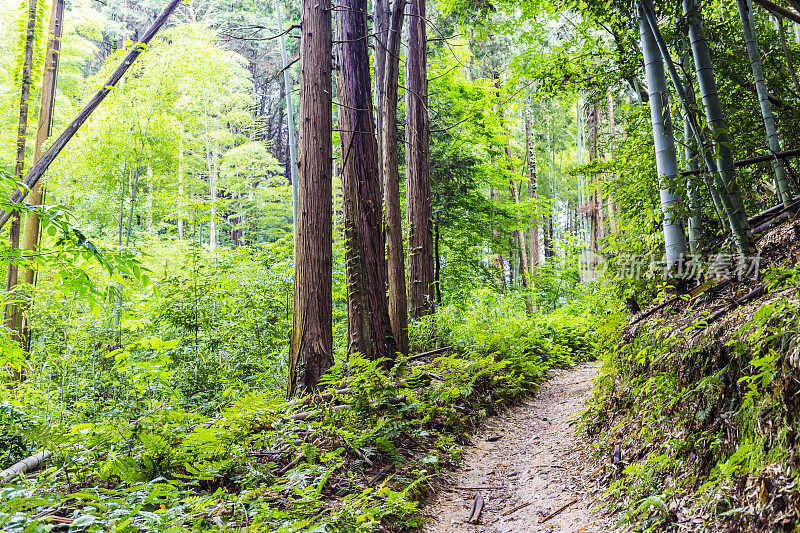 日本京都外荒野地区的森林