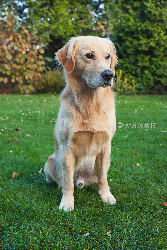 金毛猎犬