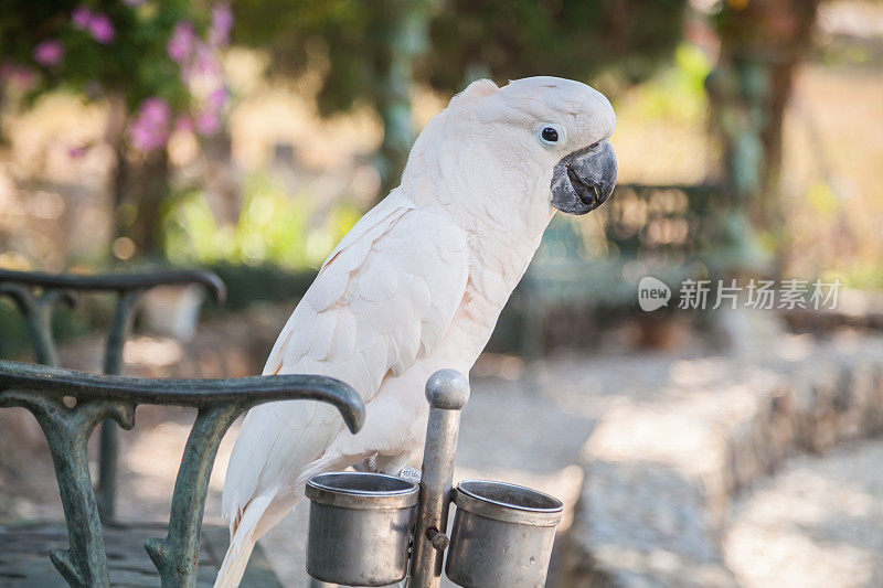 鹦鹉在栖木上