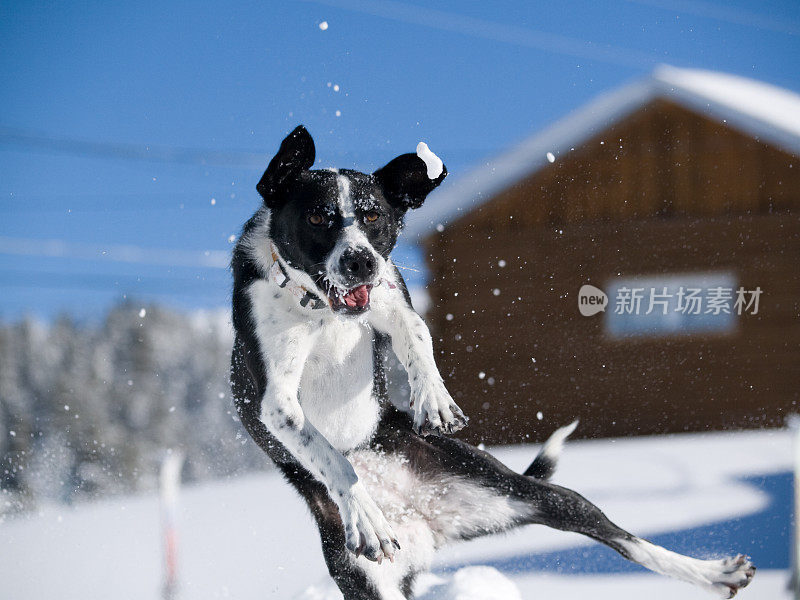 狗在半空中接住一个雪球