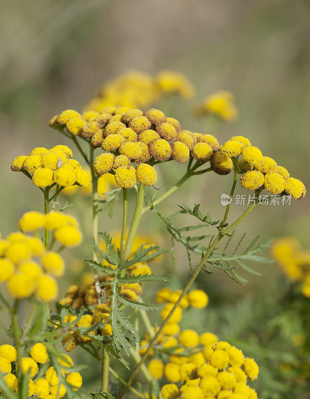 艾菊(Tanacetum)