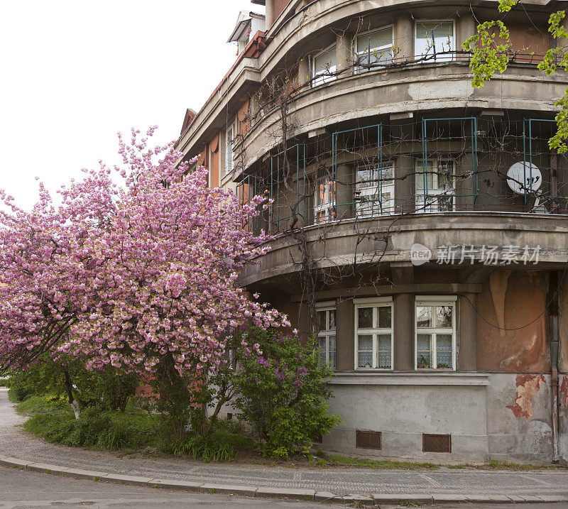 樱花在Uzhgorod,乌克兰