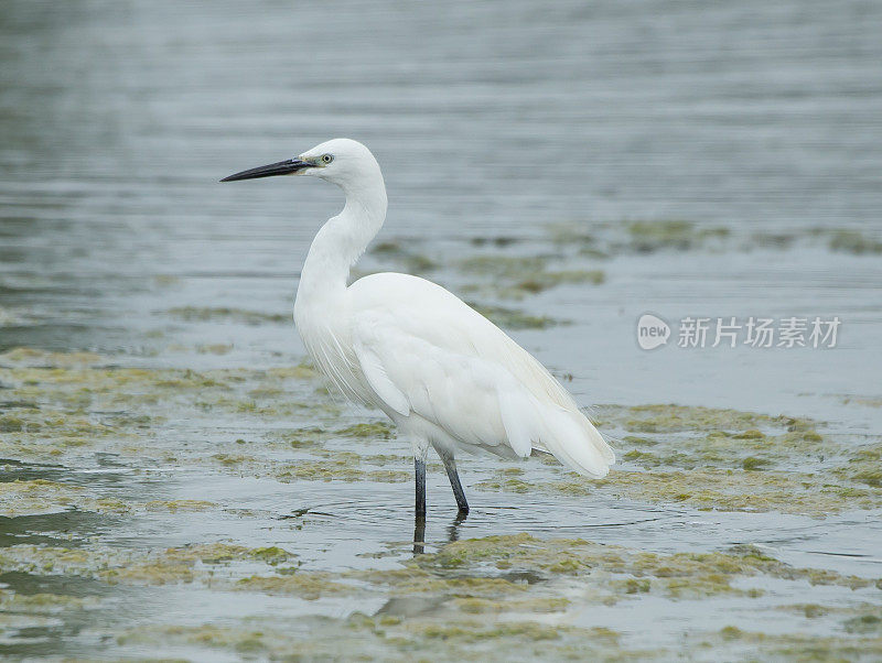 小白鹭