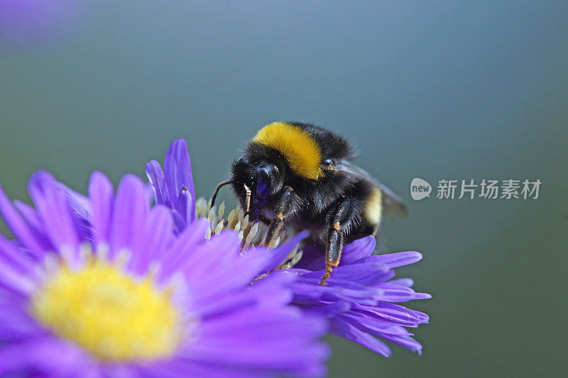 大黄蜂在紫菀上