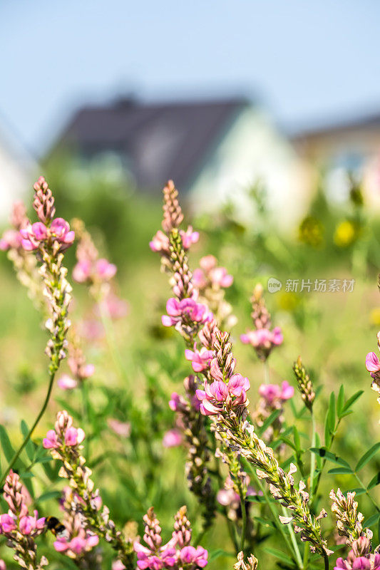 带花园的住宅