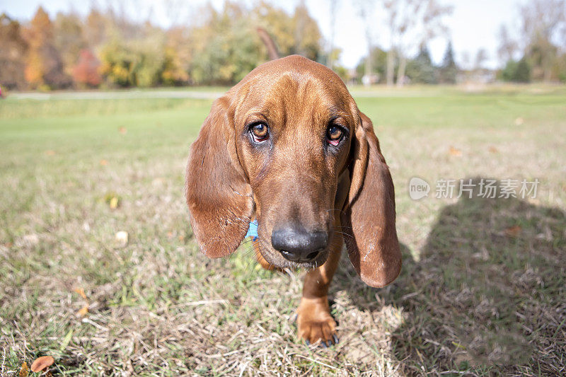 巴塞特猎犬