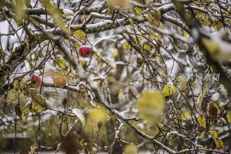 白雪树上的红苹果